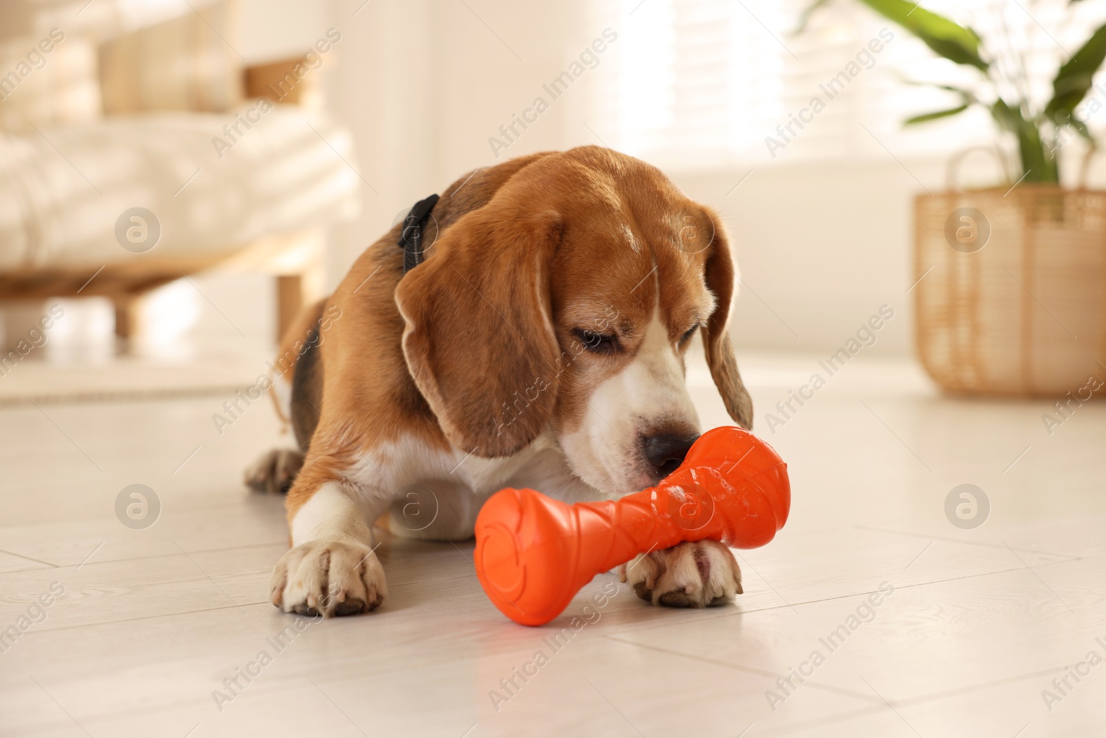 Photo of Cute dog playing with toy at home. Adorable pet