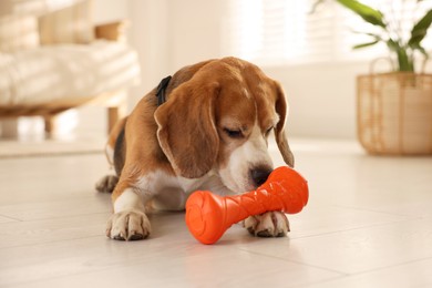 Photo of Cute dog playing with toy at home. Adorable pet