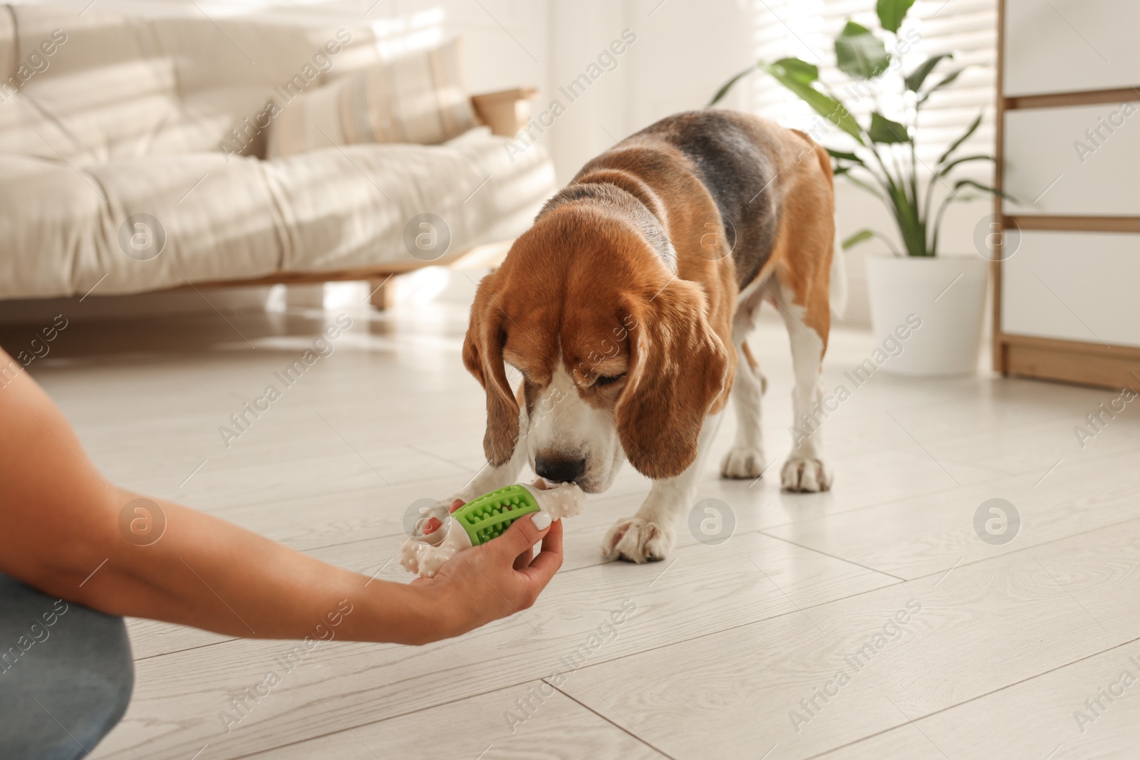 Photo of Owner giving toy to cute dog at home, closeup. Playing with pet