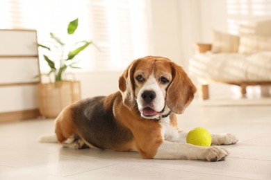 Photo of Cute dog playing with toy at home. Adorable pet