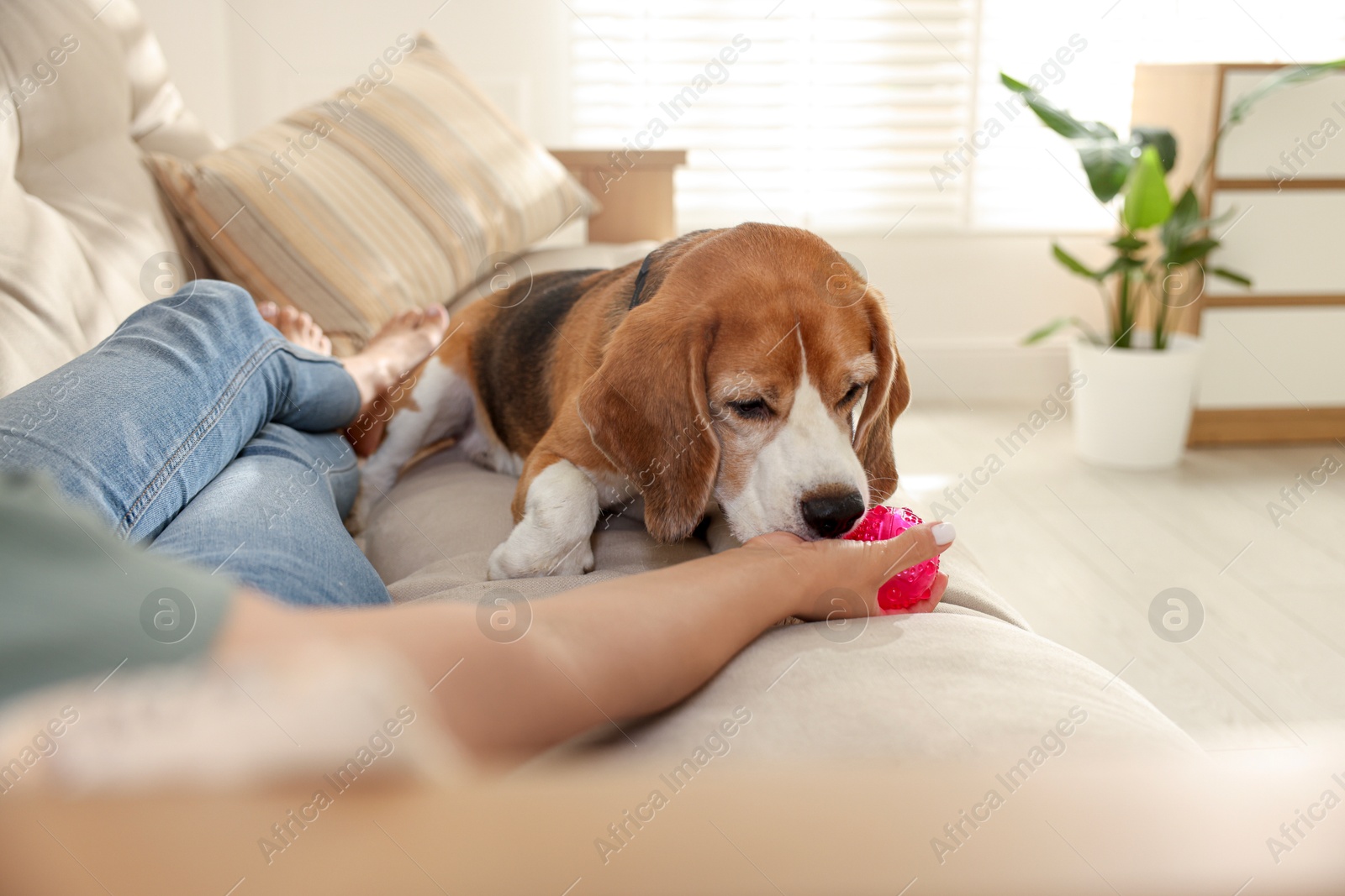 Photo of Owner giving toy to cute dog at home, closeup. Playing with pet