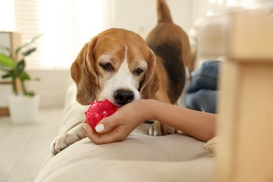 Photo of Owner giving toy to cute dog at home, closeup. Playing with pet