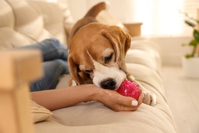 Photo of Owner giving toy to cute dog at home, closeup. Playing with pet