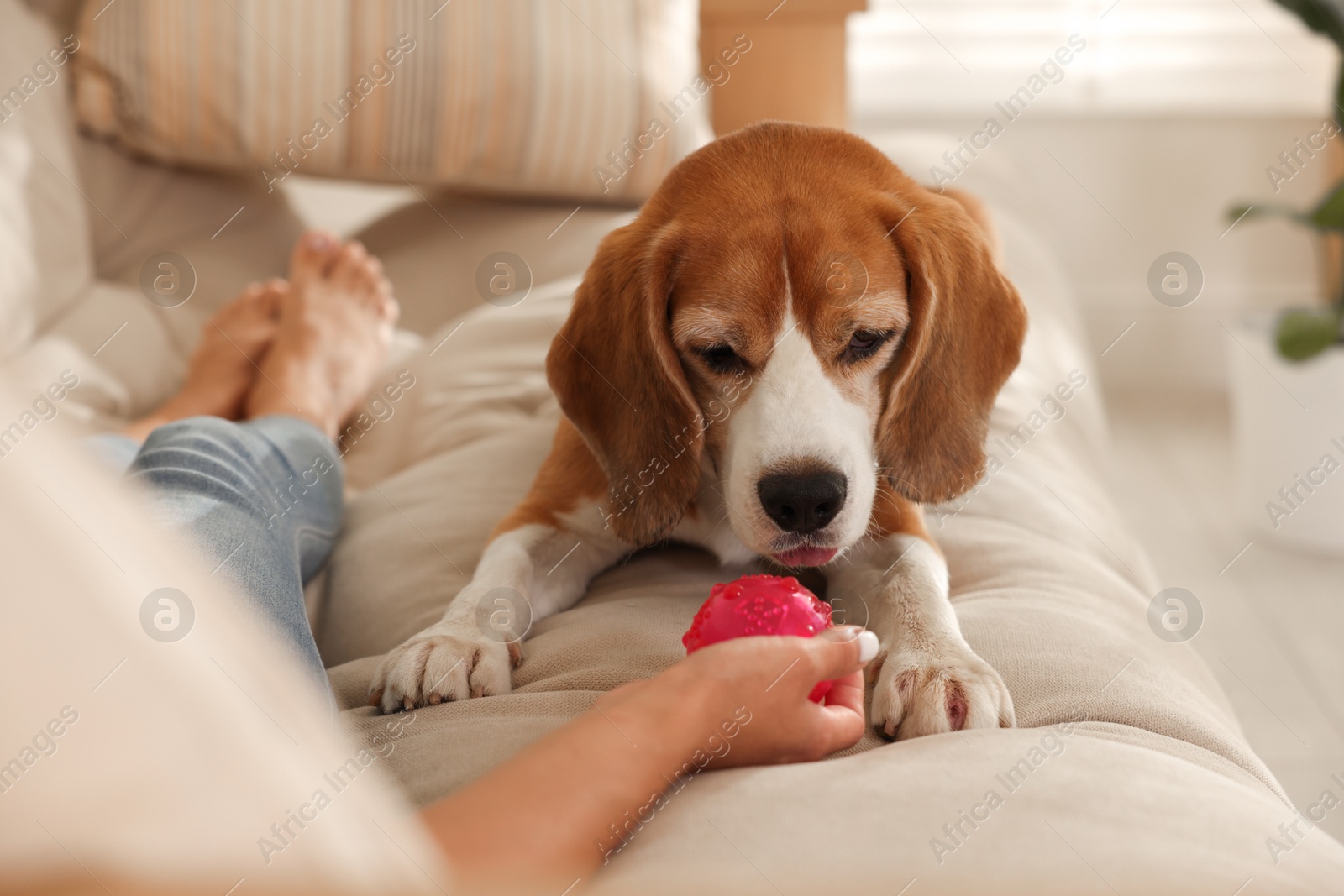 Photo of Owner giving toy to cute dog at home, closeup. Playing with pet