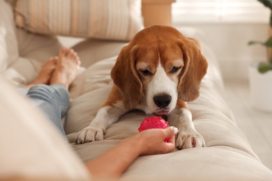 Photo of Owner giving toy to cute dog at home, closeup. Playing with pet