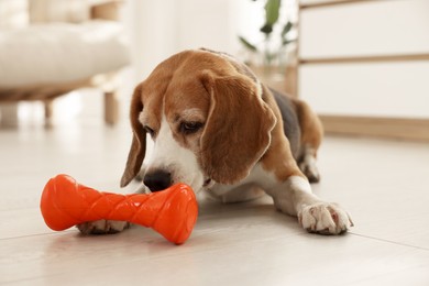 Photo of Cute dog playing with toy at home. Adorable pet