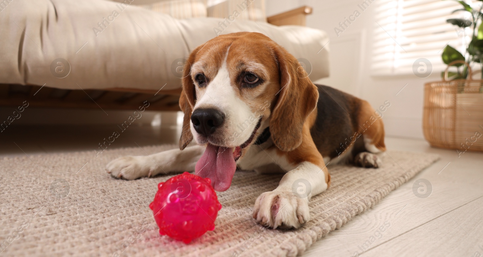 Photo of Cute dog playing with toy at home. Adorable pet