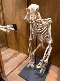 Photo of Skeleton of chimpanzee on display in museum