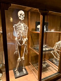 Photo of Model of human skeleton and animals on display in museum