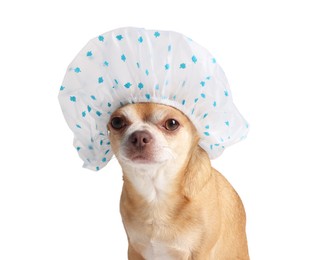 Photo of Cute funny dog in shower cap on white background