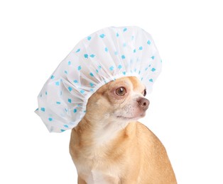 Photo of Cute funny dog in shower cap on white background