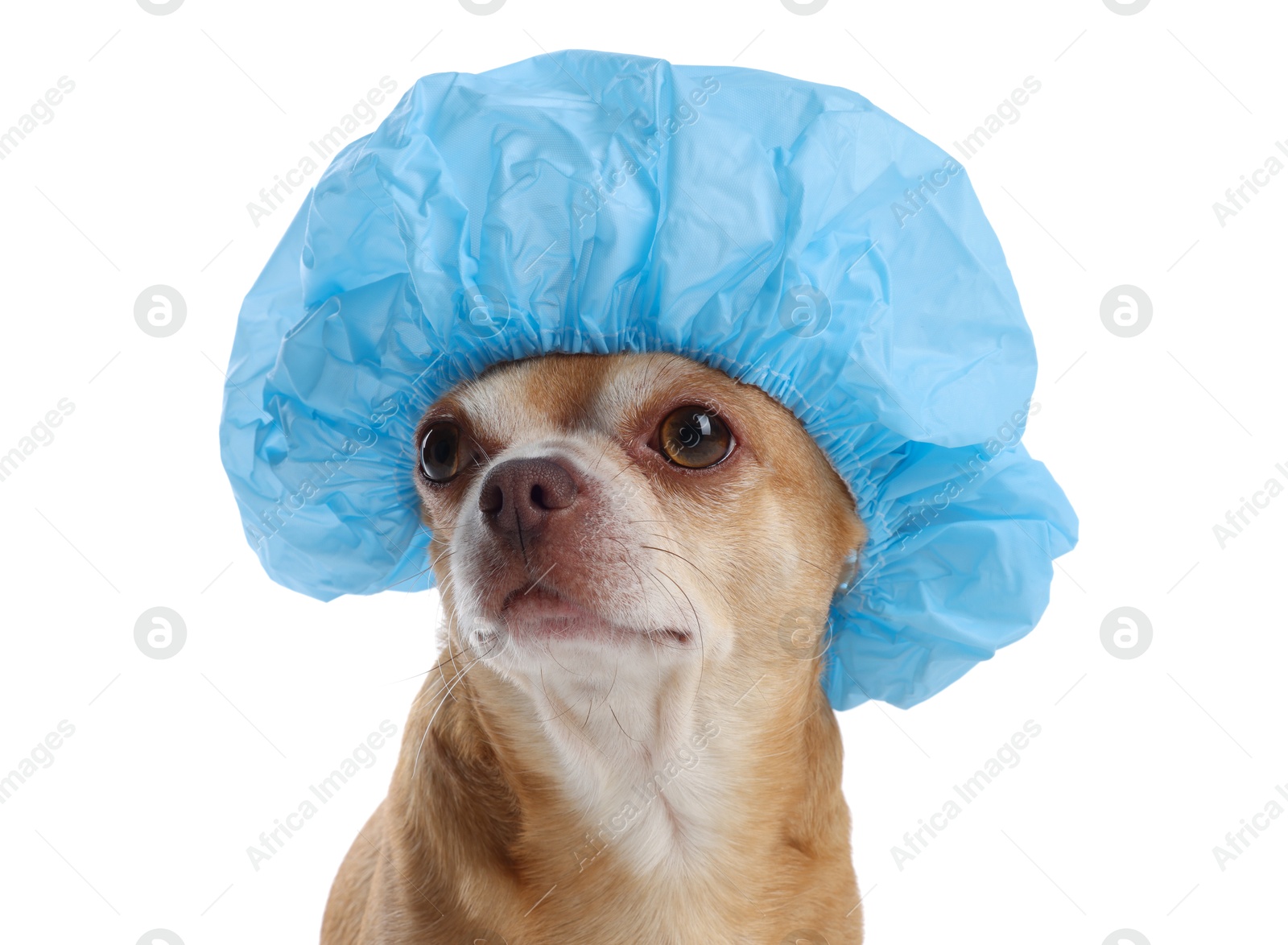 Photo of Cute funny dog in light blue shower cap on white background