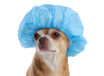 Photo of Cute funny dog in light blue shower cap on white background