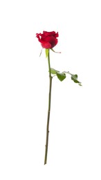 Photo of Beautiful red rose on white background. St. Valentine's day celebration