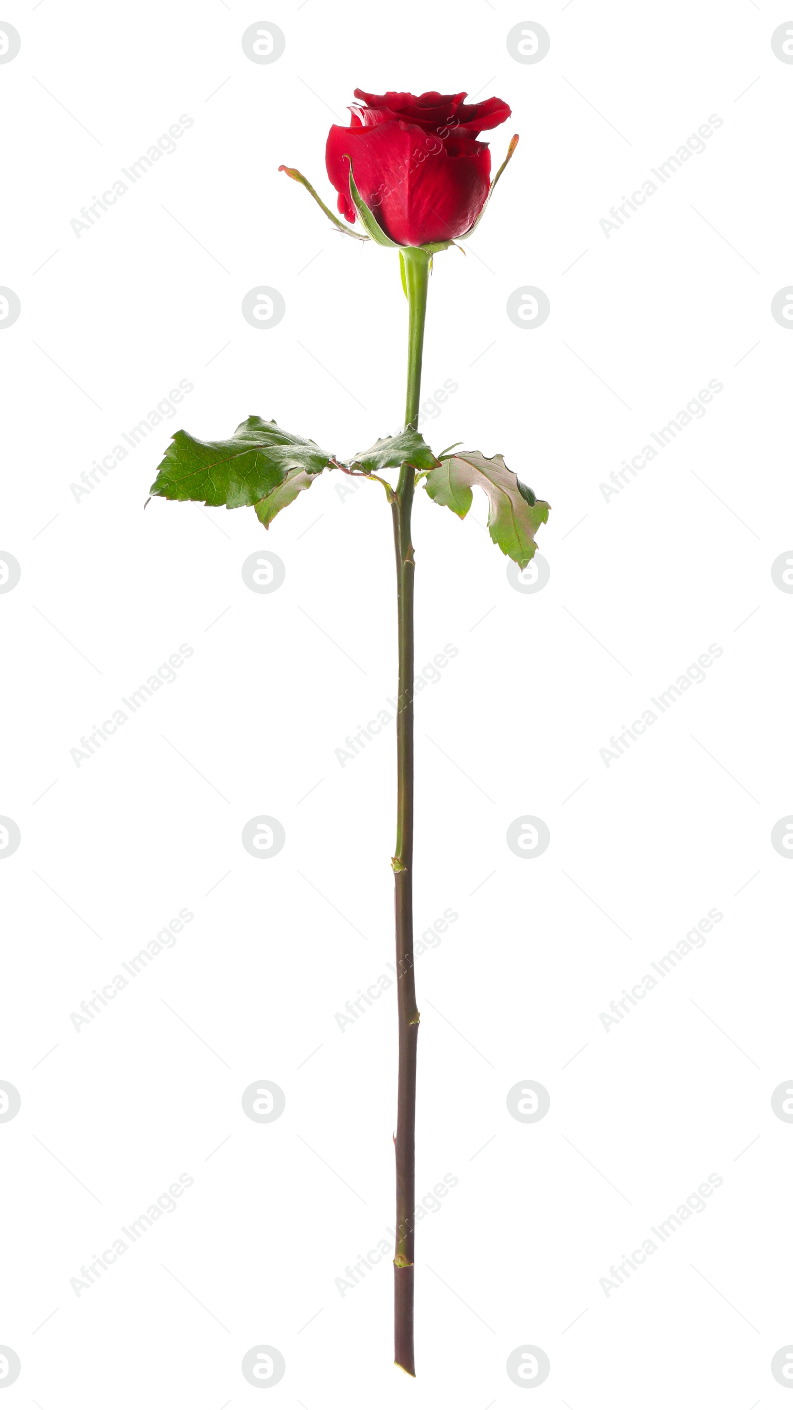 Photo of Beautiful red rose on white background. St. Valentine's day celebration