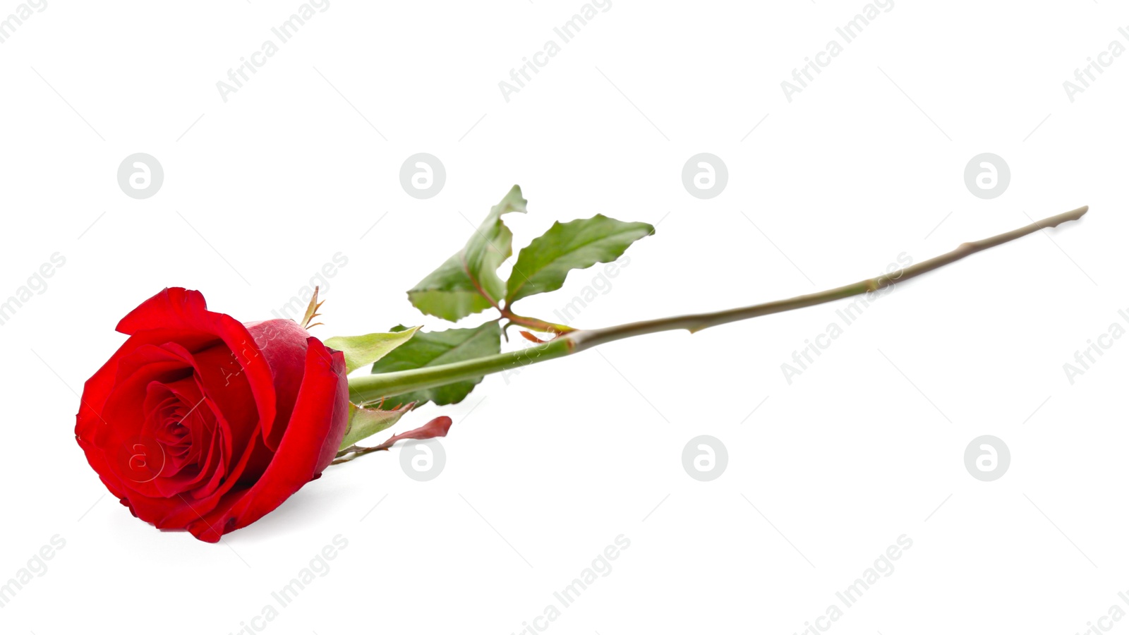 Photo of Beautiful red rose on white background. St. Valentine's day celebration