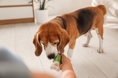 Photo of Owner giving toy to cute dog at home, closeup. Playing with pet