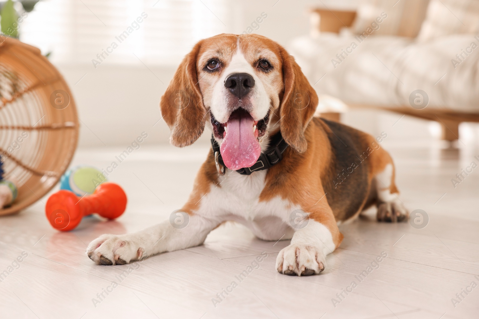 Photo of Cute dog playing with toy at home. Adorable pet