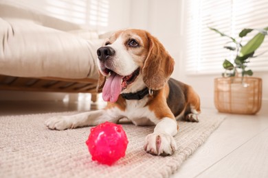 Photo of Cute dog playing with toy at home. Adorable pet