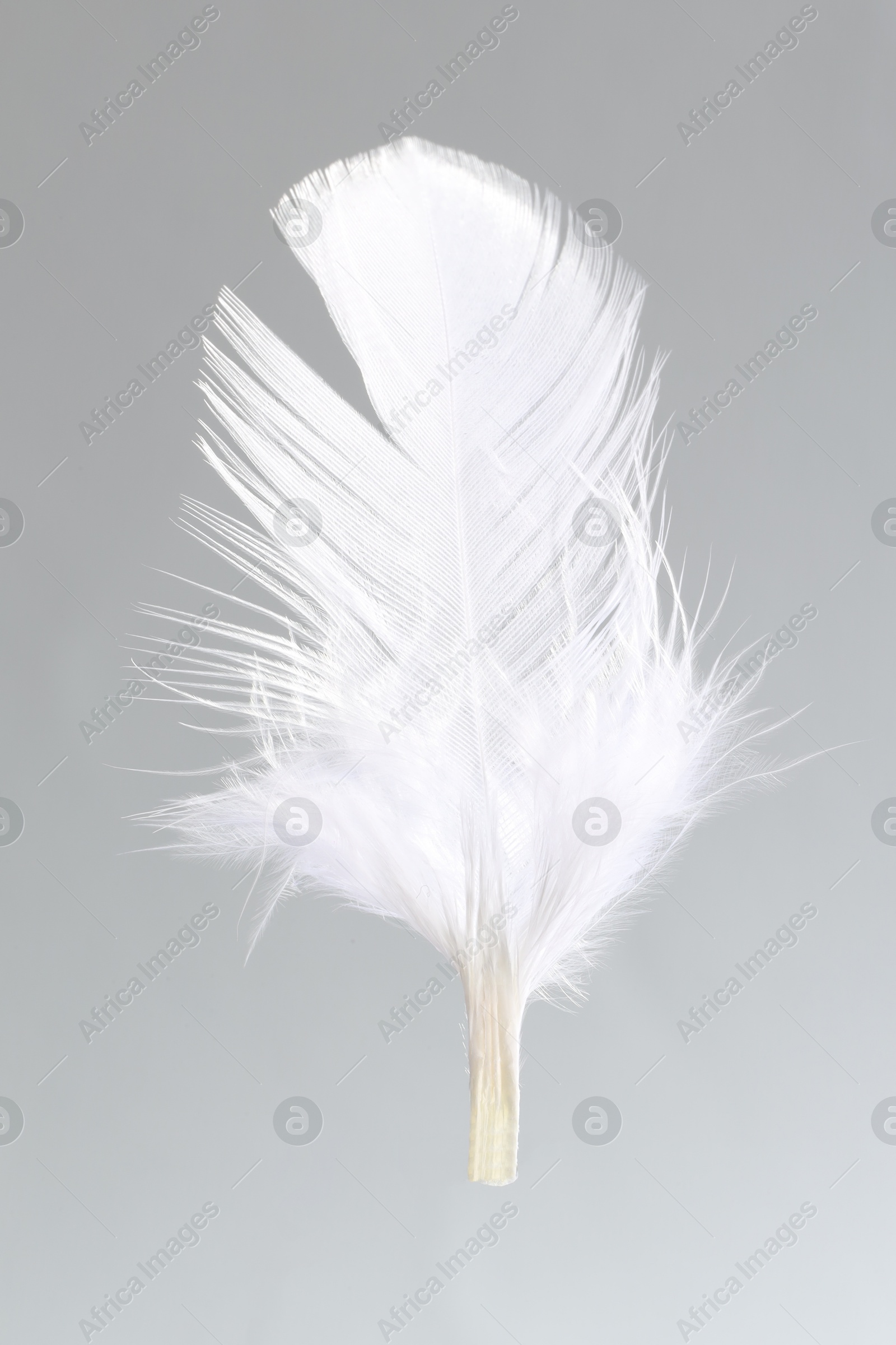 Photo of One white feather on light grey background