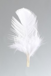 Photo of One white feather on light grey background