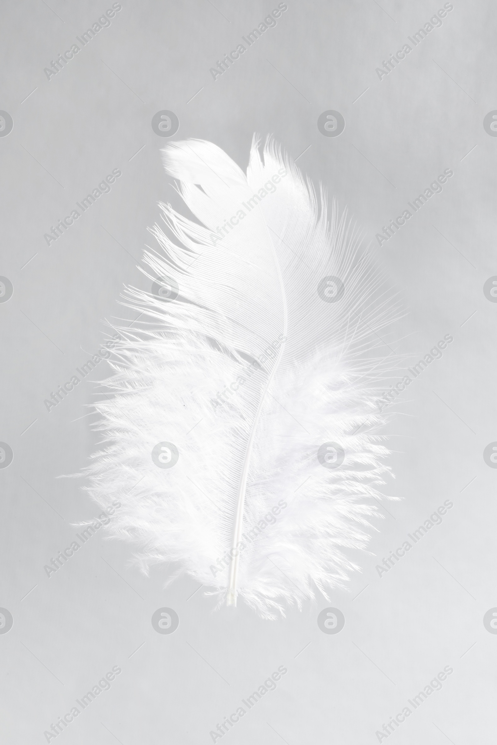 Photo of One white feather on light grey background