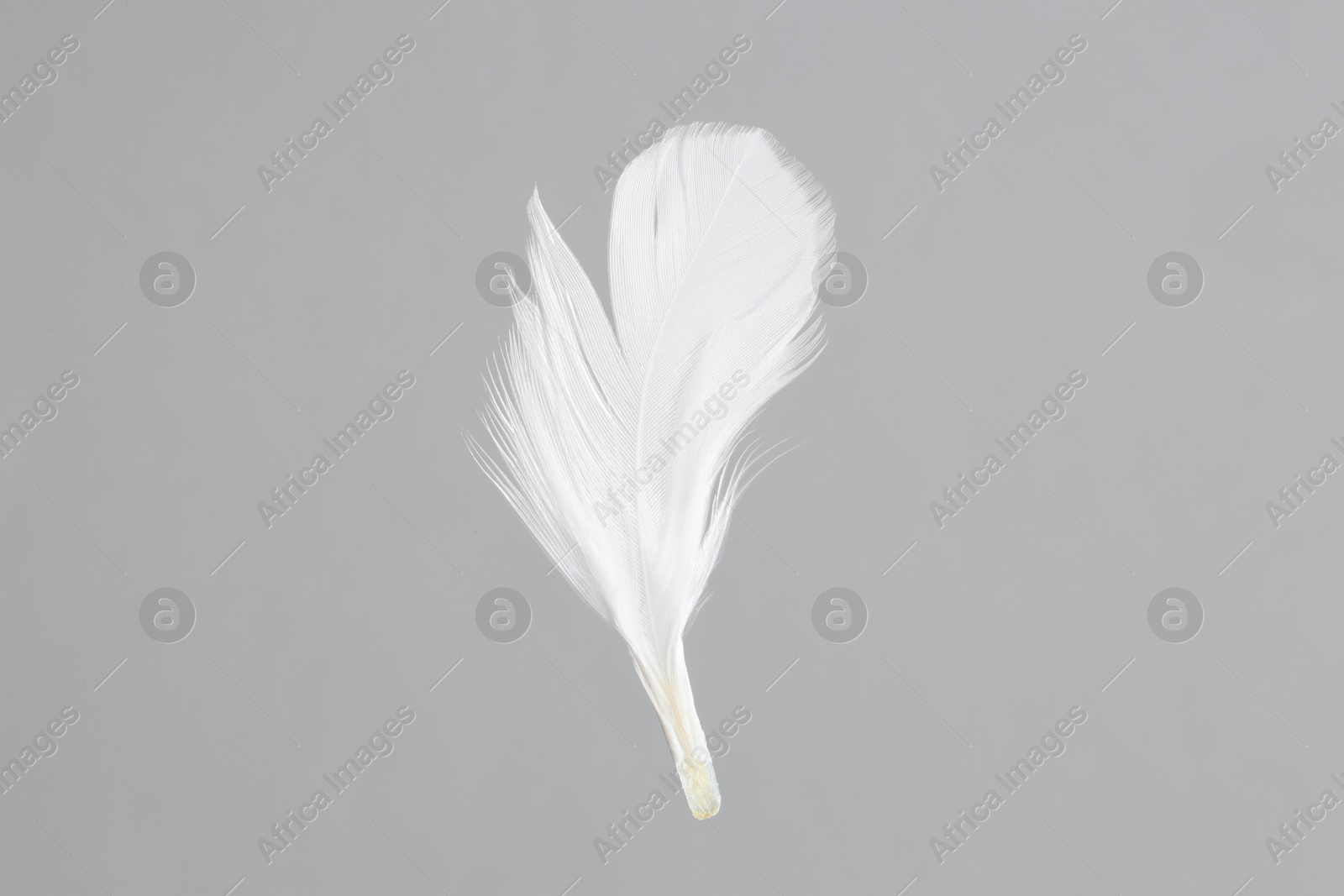 Photo of One white feather on light grey background