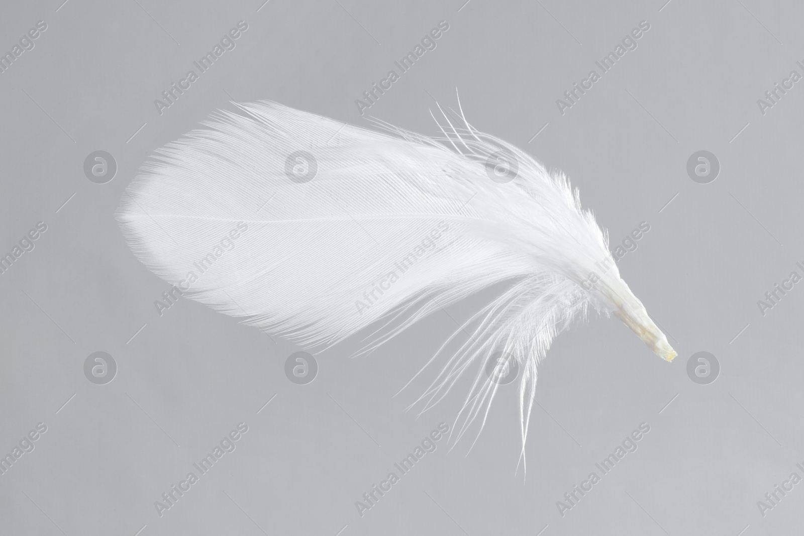 Photo of One white feather on light grey background