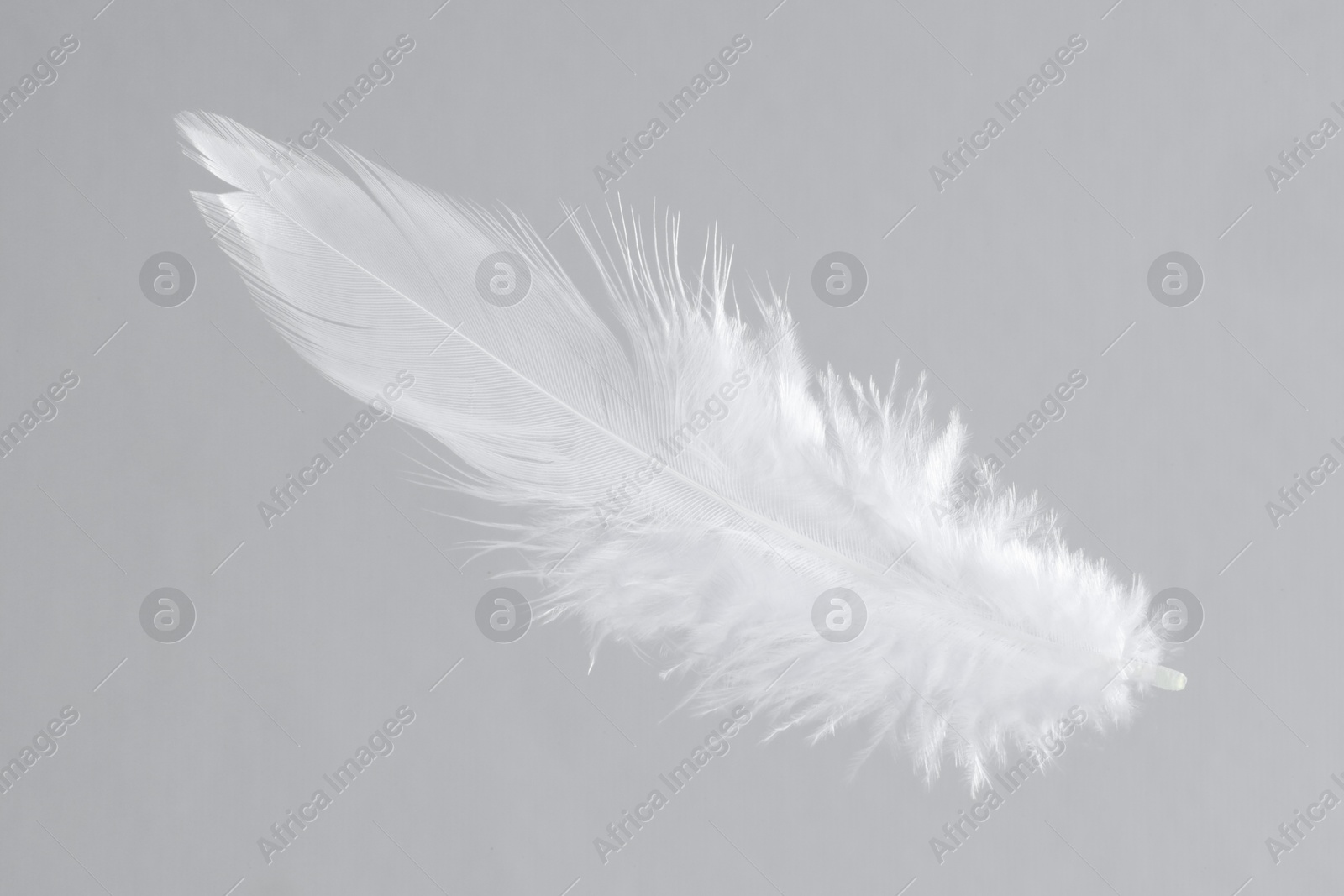 Photo of One white feather on light grey background