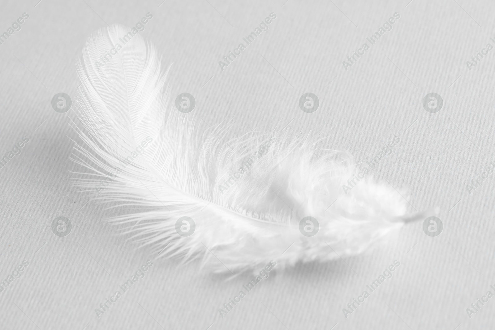 Photo of One white feather on light grey background, closeup