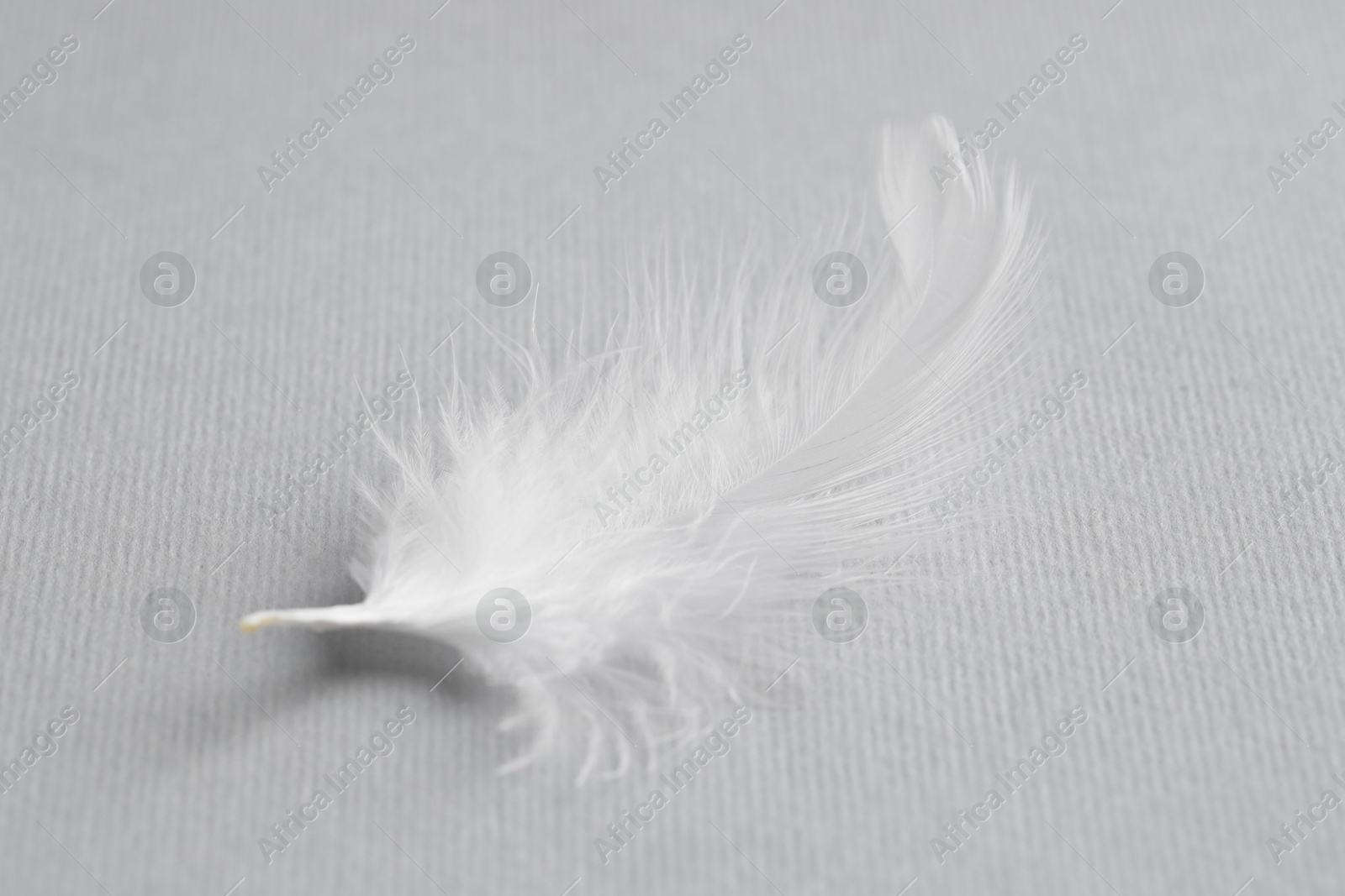 Photo of One white feather on light grey background, closeup