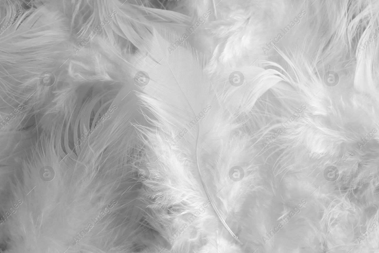 Photo of Many beautiful feathers as background, closeup view