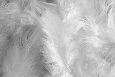 Photo of Many beautiful feathers as background, closeup view