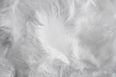 Photo of Many beautiful feathers as background, closeup view