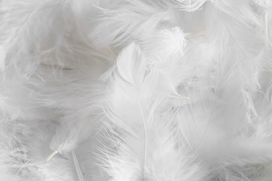 Photo of Many beautiful feathers as background, closeup view