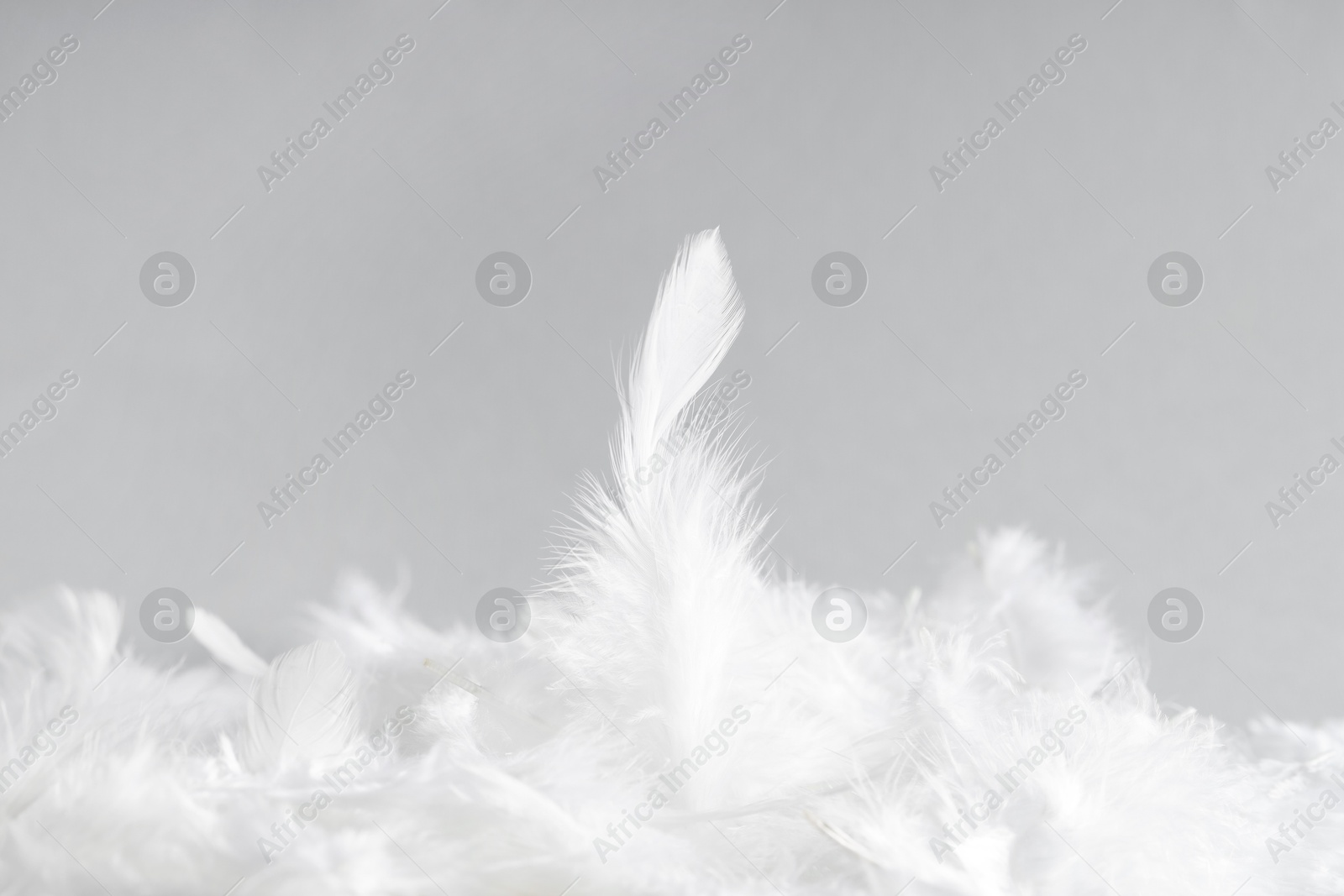 Photo of Beautiful white feathers on grey background, closeup