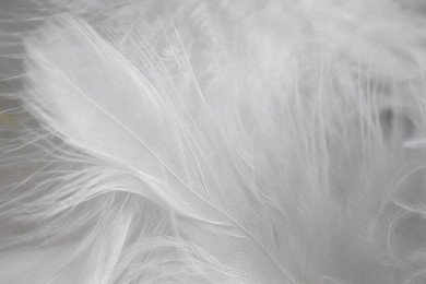 Photo of Beautiful white feathers as background, closeup view