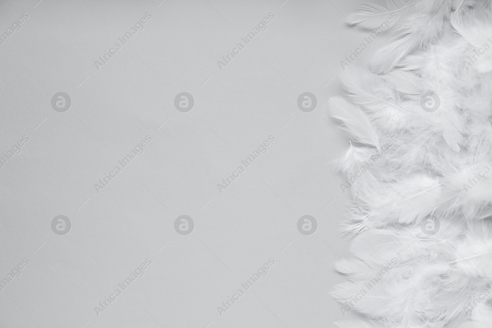 Photo of Beautiful feathers on light grey background, flat lay. Space for text