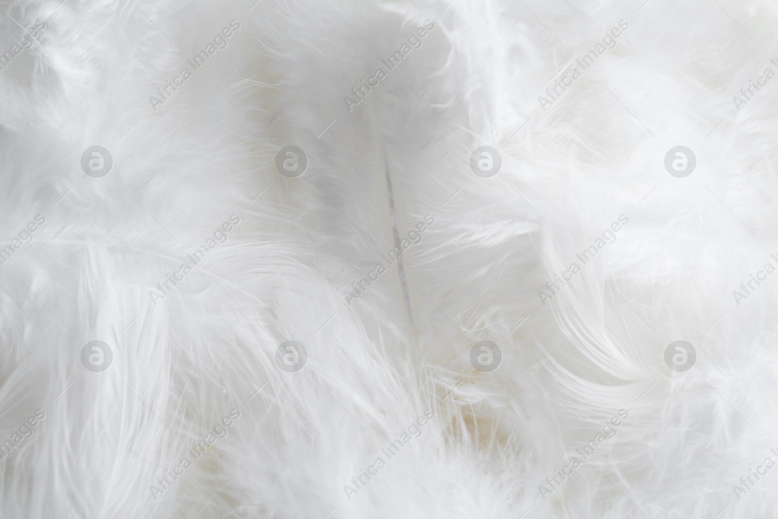 Photo of Many beautiful feathers as background, closeup view