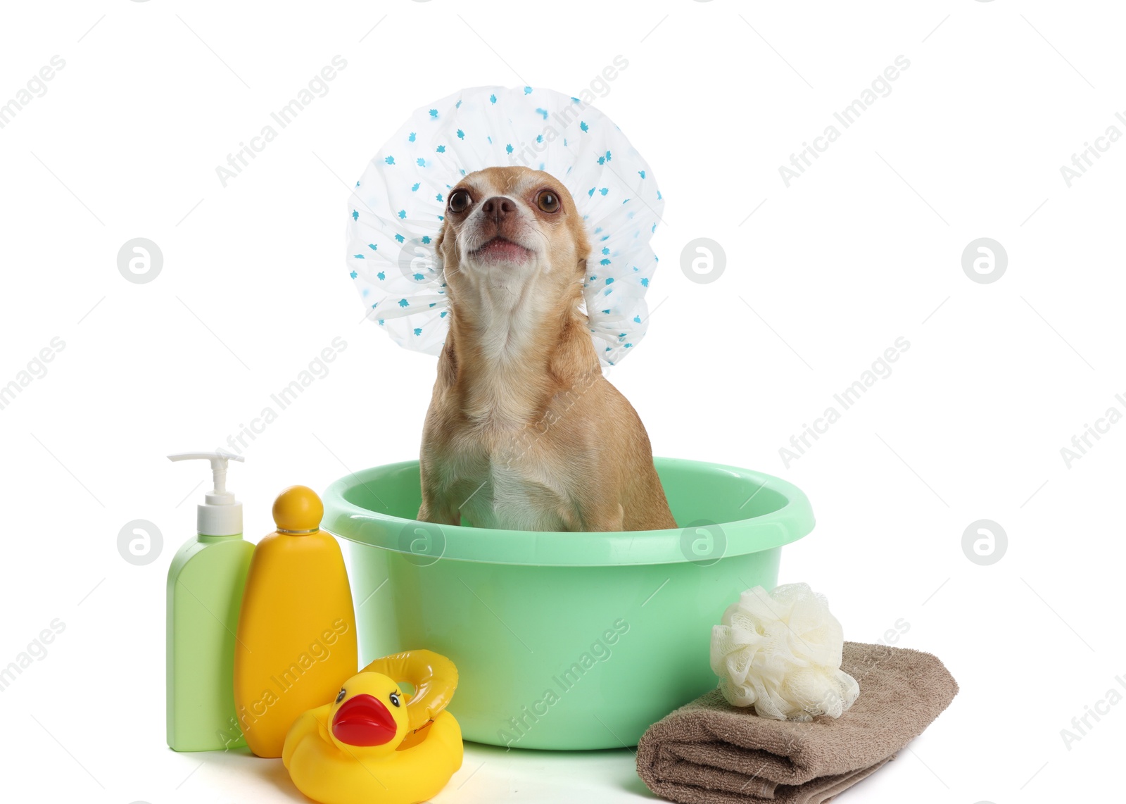 Photo of Cute funny dog with shower cap and different accessories for bathing on white background