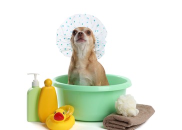 Photo of Cute funny dog with shower cap and different accessories for bathing on white background