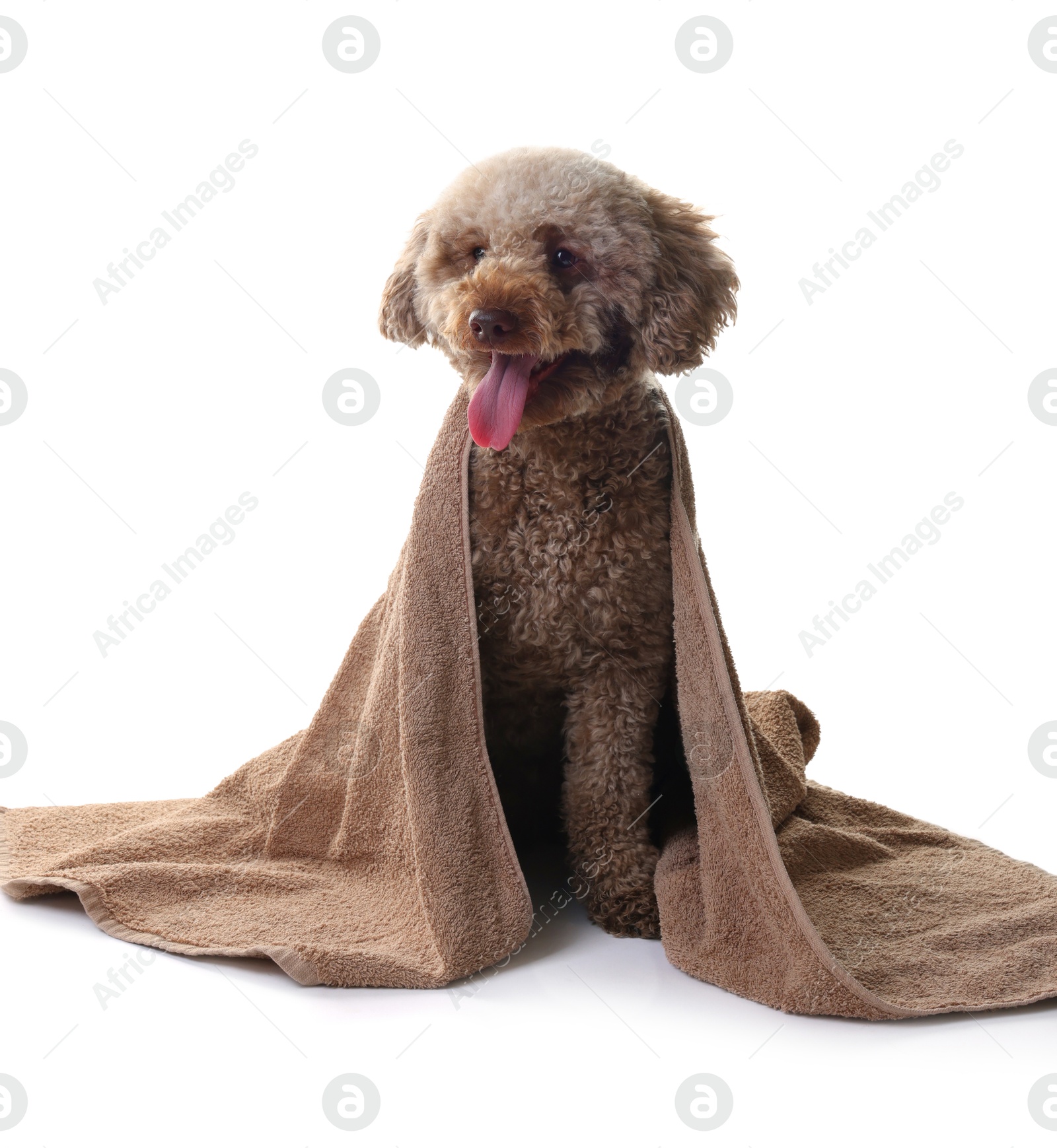 Photo of Cute dog wrapped in towel on white background