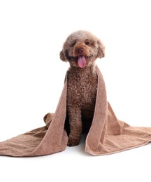 Photo of Cute dog wrapped in towel on white background