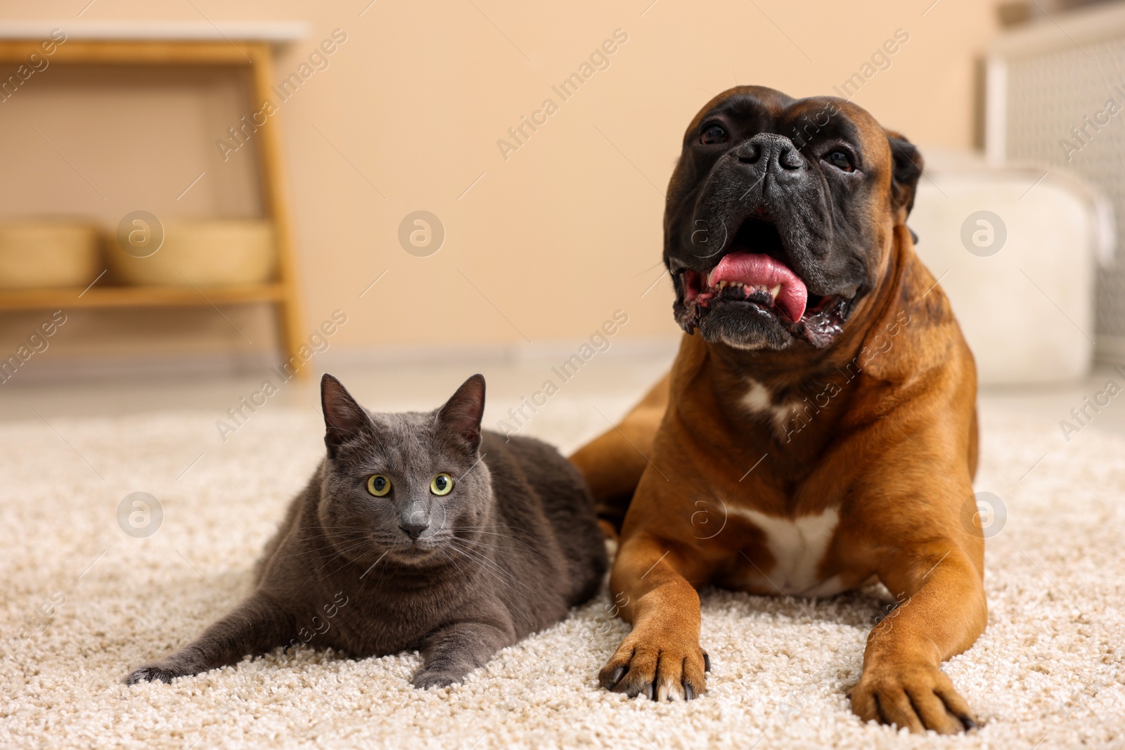 Photo of Cute dog and cat lying on floor at home