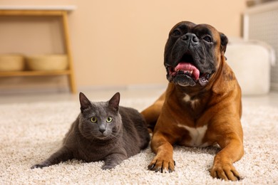 Photo of Cute dog and cat lying on floor at home