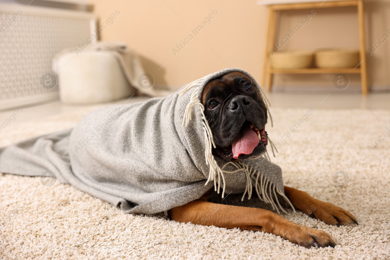 Photo of Cute dog wrapped in blanket lying on floor at home