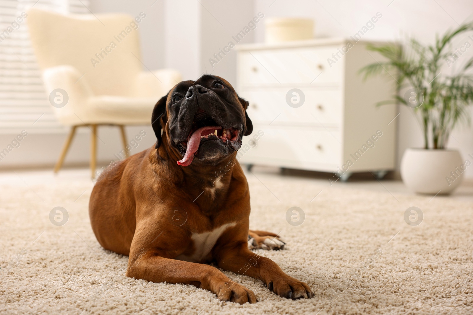 Photo of Cute dog lying on floor at home