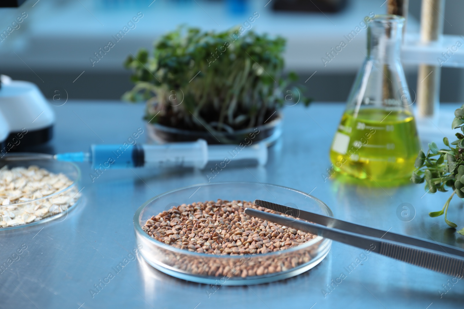 Photo of GMO concept. Petri dishes with buckwheat, oats, microgreens and equipment on table in laboratory, closeup