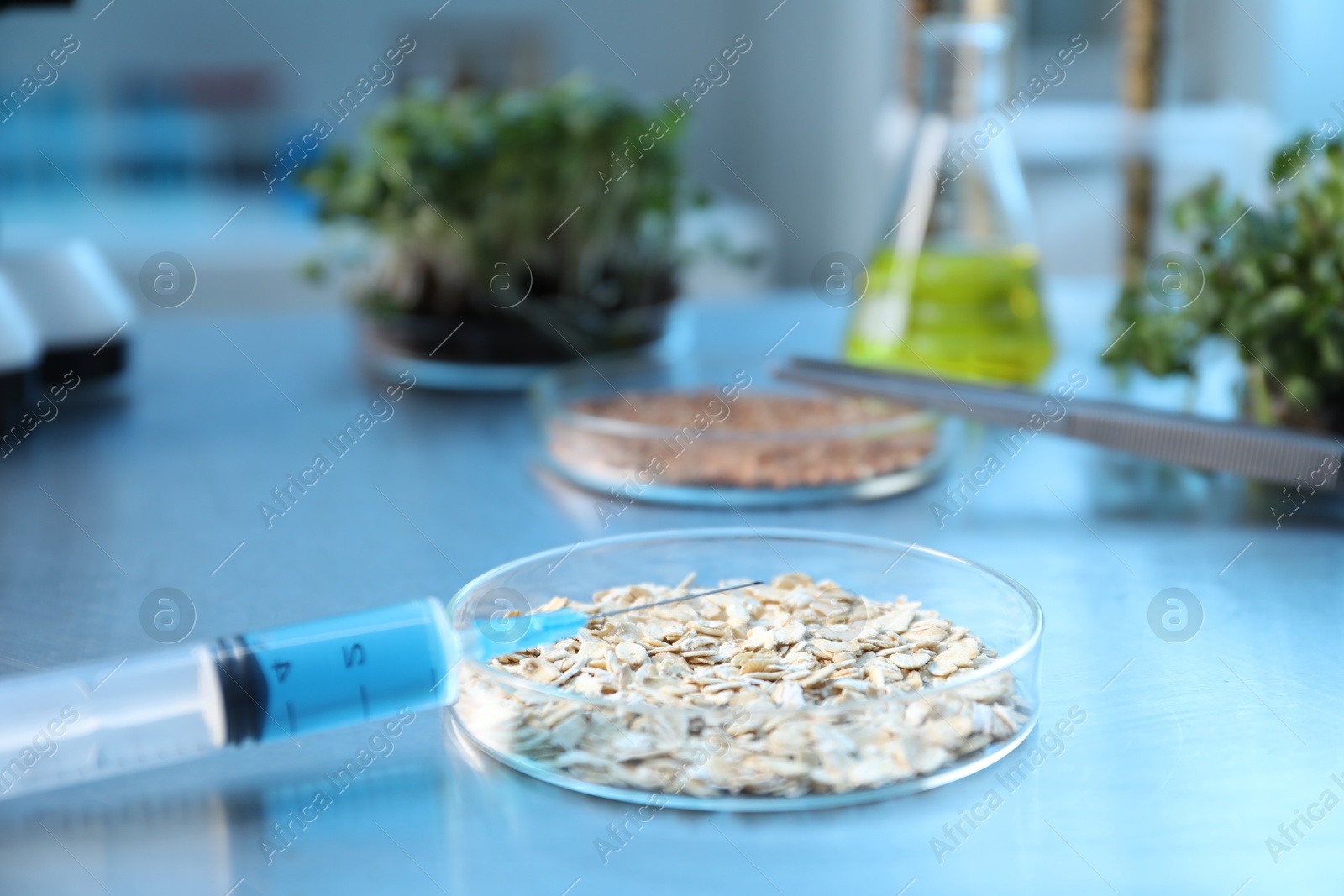 Photo of GMO concept. Petri dishes with buckwheat, oats, microgreens and equipment on table in laboratory, closeup