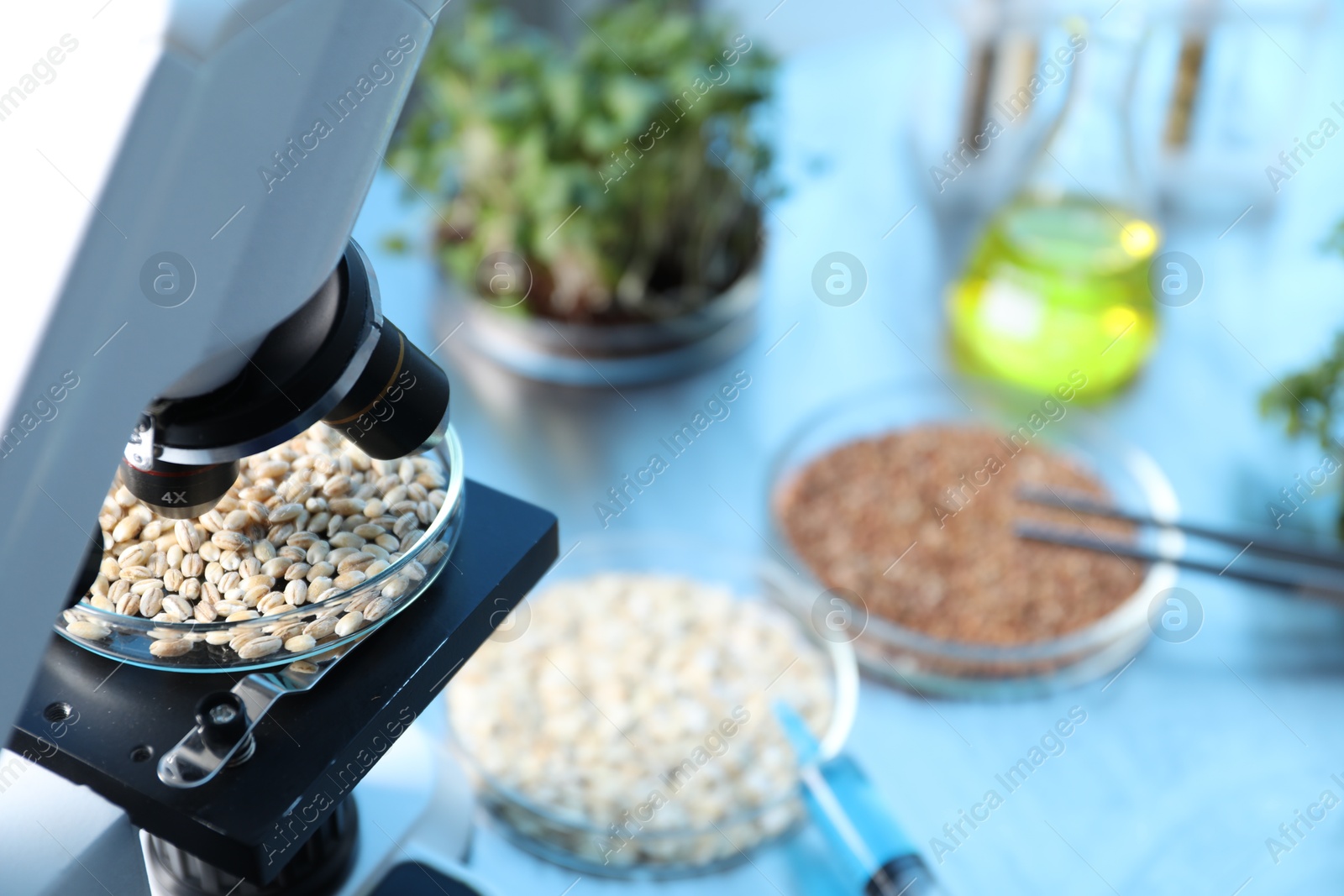 Photo of GMO concept. Petri dish with wheat grains under microscope on table in laboratory, closeup